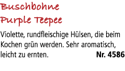 Buschbohne Purple Teepee Violette, rundfleischige H lsen, die beim Kochen gr n werden. Sehr aromatisch, leicht zu ern...