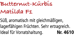 Butternut K rbis Matilda F1 S , aromatisch mit gleichm  igen, lagerf higen Fr chten. Sehr ertragreich. Ideal f r Vor...