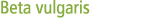 Beta vulgaris