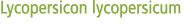 Lycopersicon lycopersicum