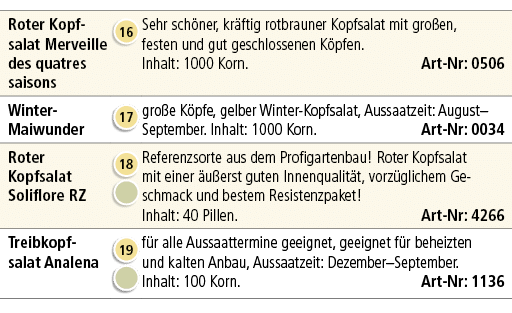 Roter Kopf­salat Merveille des quatres saisons,￼,Sehr sch ner, kr ftig rotbrauner Kopfsalat mit gro en, festen und gu...