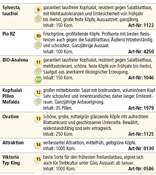 Sylvesta, lausfrei,￼ ￼,garantiert lausfreier Kopfsalat, resistent gegen Salatblattlaus, mit Mehltautoleranzen und Ern...