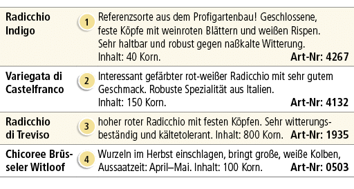 Radicchio Indigo,￼,Referenzsorte aus dem Profigartenbau! Geschlossene, feste K pfe mit weinroten Bl ttern und wei en ...