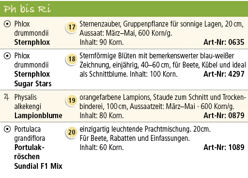 Ph bis Ri,￼,Phlox drummondii Sternphlox,￼,Sternenzauber, Gruppenpflanze f r sonnige Lagen, 20 cm, Aussaat: M rz–Mai, ...