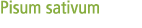 Pisum sativum