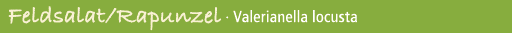 Feldsalat/Rapunzel · Valerianella locusta