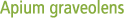 Apium graveolens