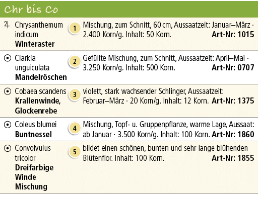 Chr bis Co,,,￼,Chrysanthemum indicum Winteraster,￼,Mischung, zum Schnitt, 60 cm, Aussaatzeit: Januar–M rz · 2.400 Kor...