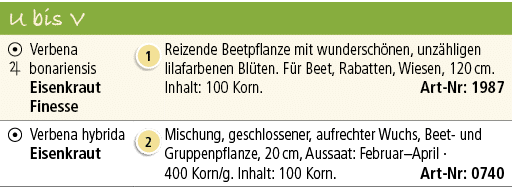U bis V,￼ ￼,Verbena bonariensis Eisenkraut Finesse,￼,Reizende Beetpflanze mit wundersch nen, unz hligen lilafarbenen ...