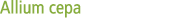 Allium cepa