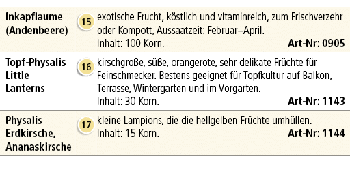 Inkapflaume (Andenbeere),￼,exotische Frucht, k stlich und vitaminreich, zum Frischverzehr oder Kompott, Aussaatzeit: ...