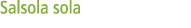 Salsola sola