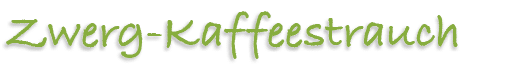 Zwerg Kaffeestrauch