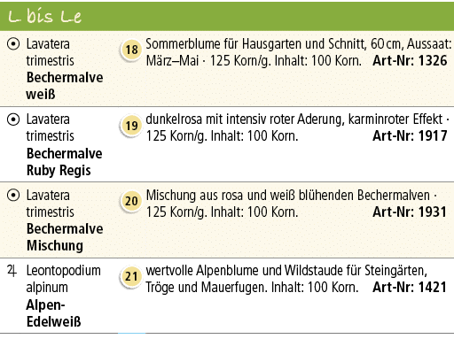 L bis Le,￼,Lavatera trimestris Bechermalve wei ,￼,Sommerblume f r Hausgarten und Schnitt, 60 cm, Aussaat: M rz–Mai · ...