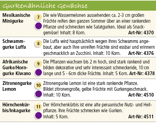 Gurken hnliche Gew chse,Mexikanische Minigurke,￼ ￼,Die wie Wassermelonen aussehenden ca. 2 3 cm gro en Fr chte reifen...