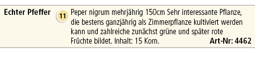 Echter Pfeffer,￼,Peper nigrum mehrj hrig 150cm Sehr interessante Pflanze, die bestens ganzj hrig als Zimmerpflanze ku...